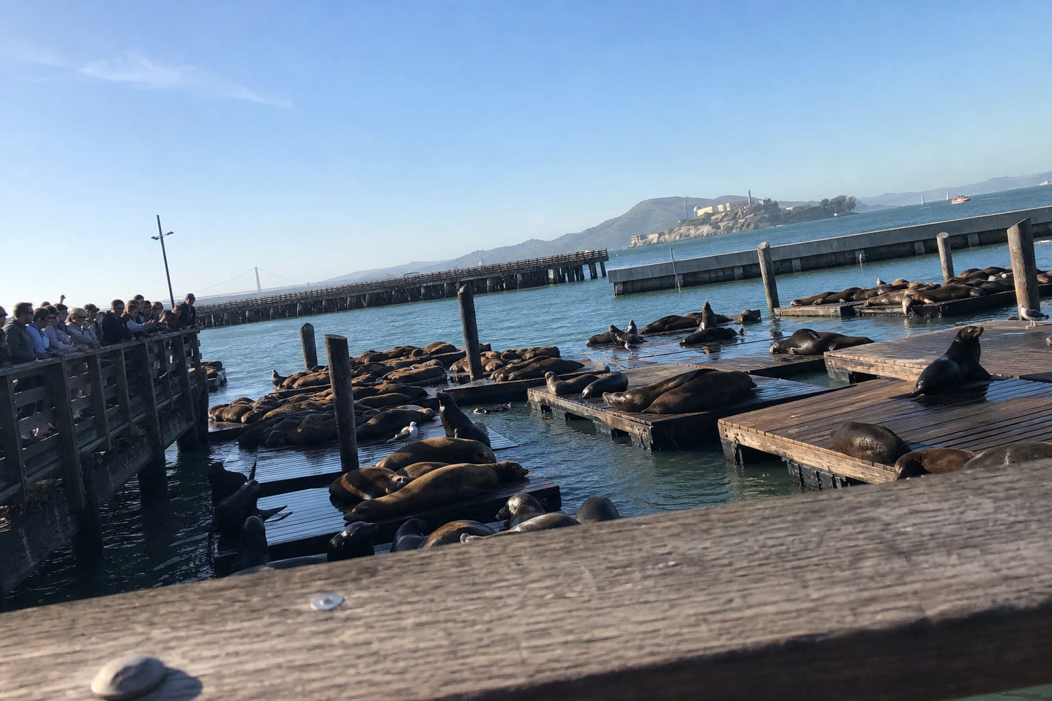 Sea lions on the docks at Pier 39 — casual tourist smartphone photo, Fisherman's Wharf, San Francisco