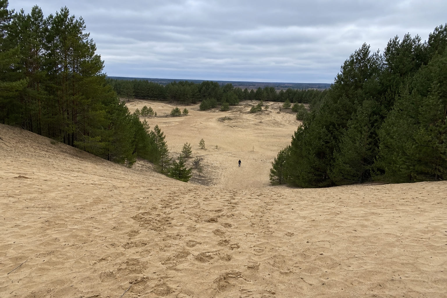 Sychevo sand dunes near Moscow — casual smartphone photo of golden sand among pine forest