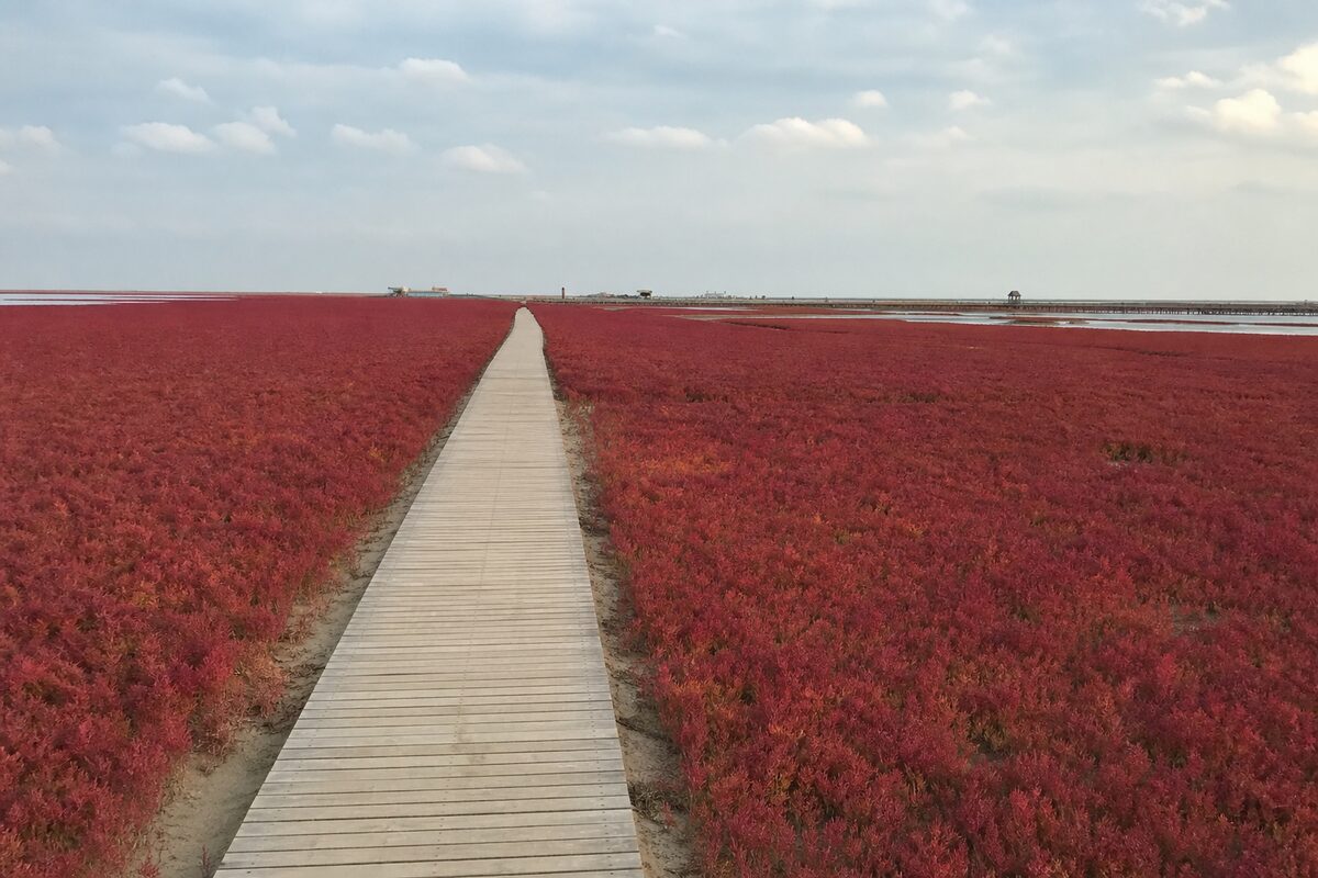 Panjin Red Beach: Suaeda salsa along the wooden corridor — a typical autumn phone snapshot. Crimson Red Beach salt marshes in Panjin with a wooden boardwalk — tourist phone photo