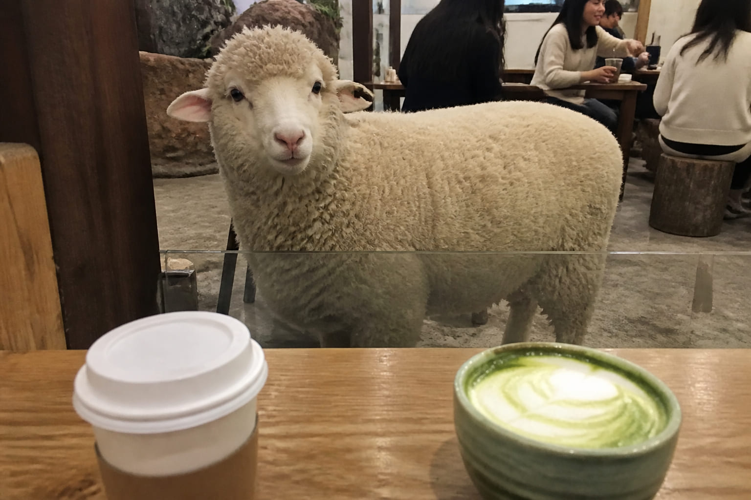 Sheep and a coffee cup at Thanks Nature Cafe in Hongdae — tourist smartphone photo