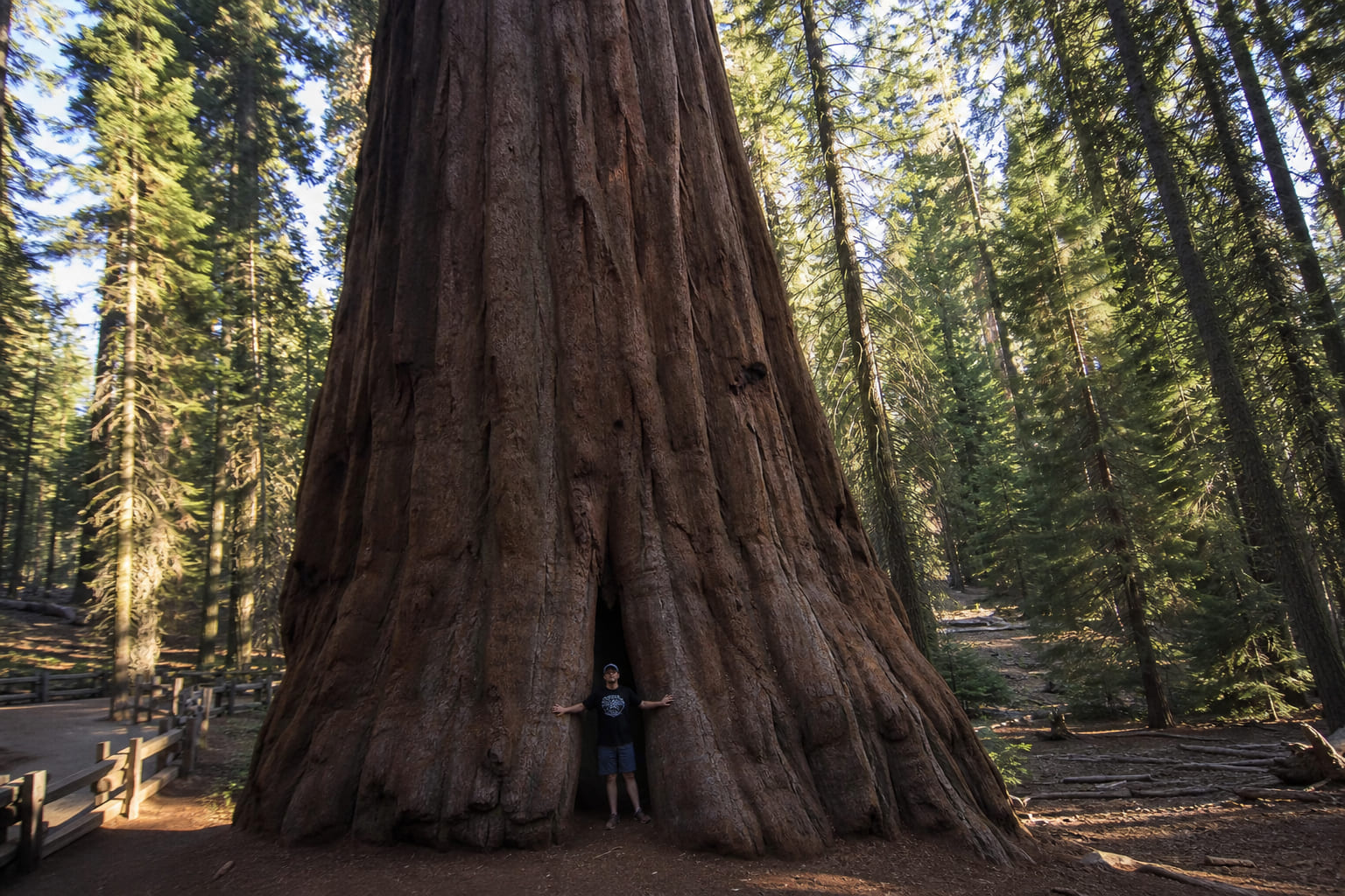 Giant sequoia tree in the park — tourist smartphone photo at the trunk