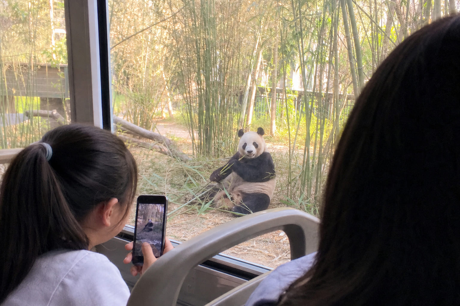 Большая панда в Beijing Wildlife Park — фото туриста на телефон из сафари-автобуса