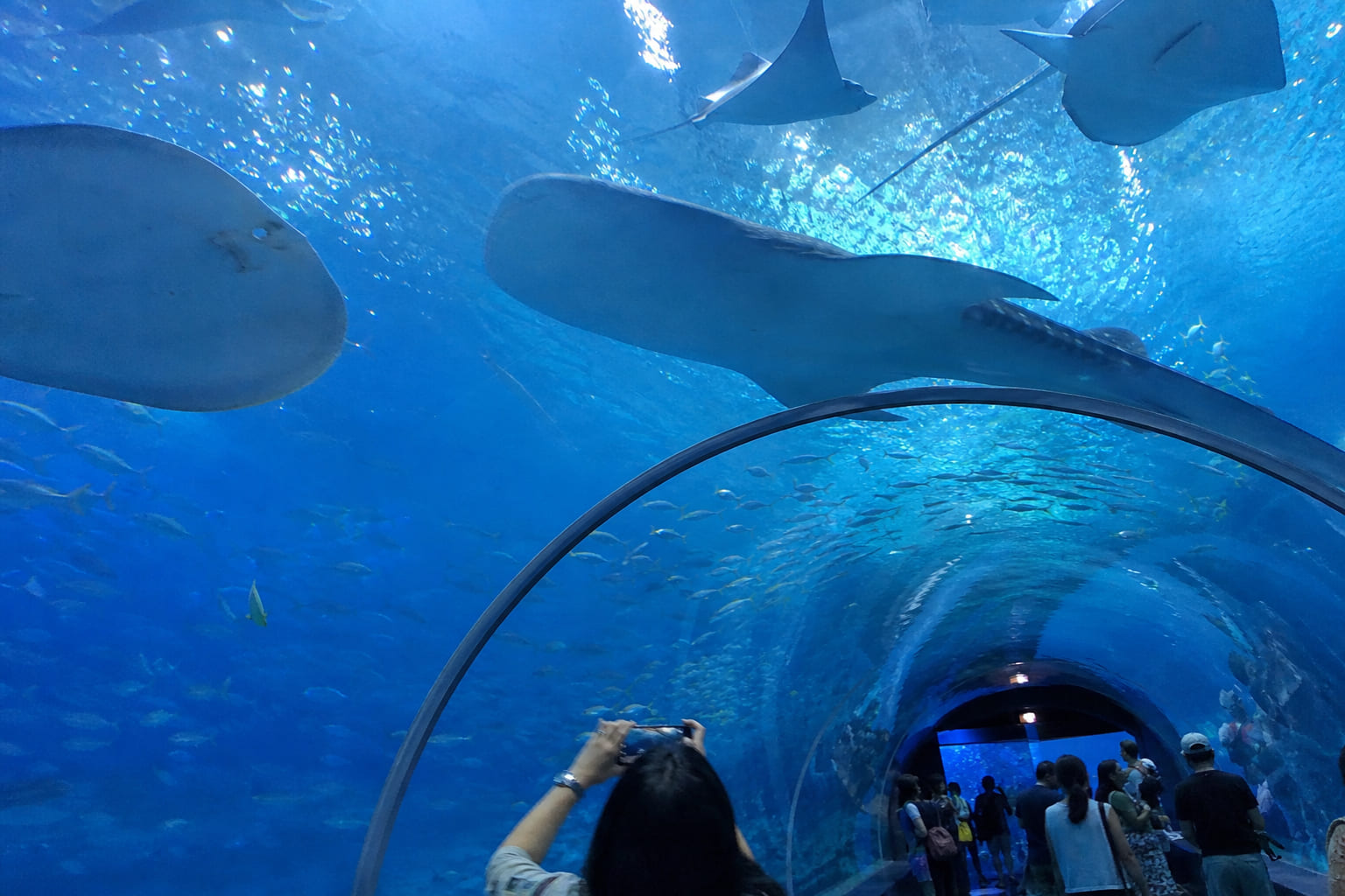 Chimelong Ocean Kingdom aquarium tunnel in Zhuhai — casual smartphone photo by a tourist